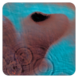 Meddle